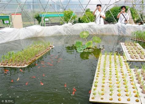 水生 植物 養魚|魚菜共生